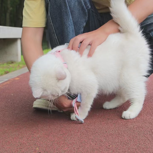 Coleira para Gatos e Cachorros pequenos